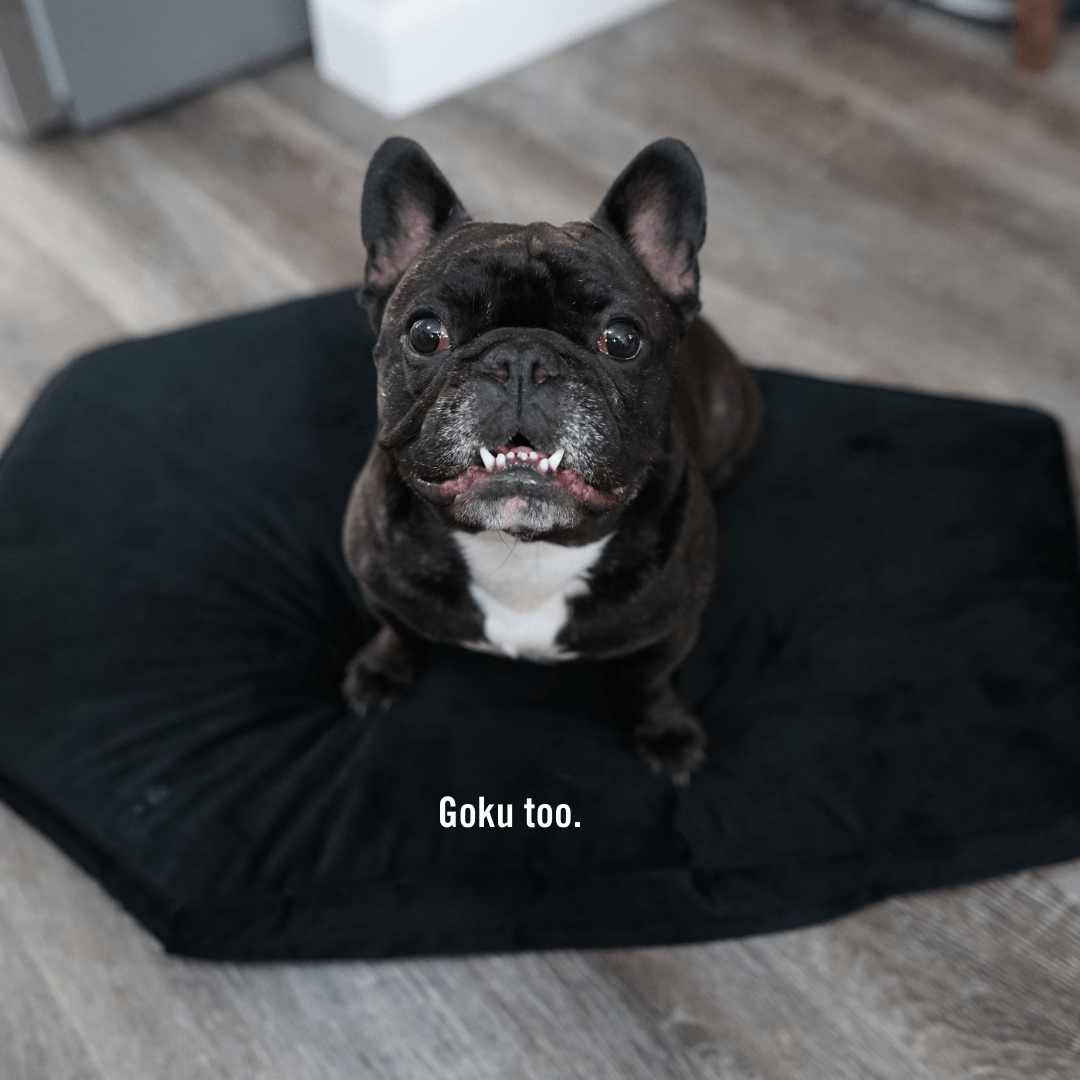 Critter Coffin - Coffin Shaped Memory Foam Pet Bed for Dogs & Cats - Goth Cloth Co.Home Decor66666666