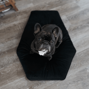 Critter Coffin - Coffin Shaped Memory Foam Pet Bed for Dogs & Cats - Goth Cloth Co.Home Decor66666666